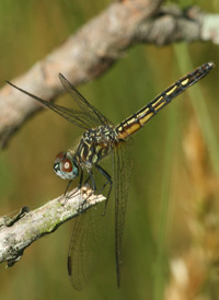 Blue Dasher